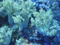   Taken Elphinstone South Red Sea 2011  